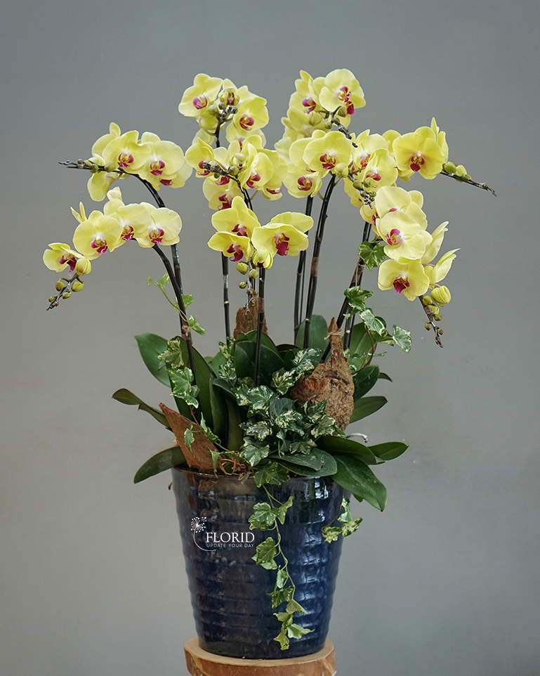 MS 1957
